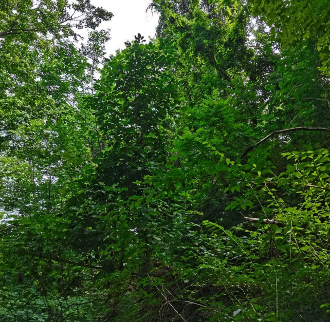 This is the picture I chose about the scenery of Canada. I selected the pictures corresponding to the regions I chose and put them into the cartogram Mapbox later.